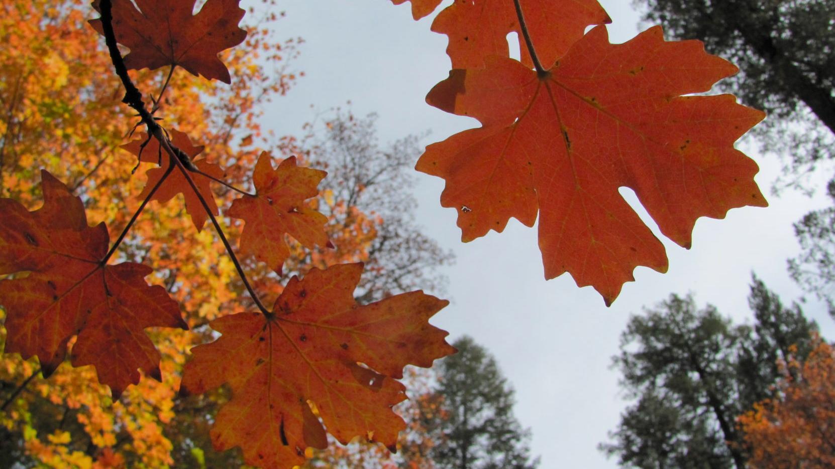 Tucson weather: Seasonable temperatures to ring in Halloween